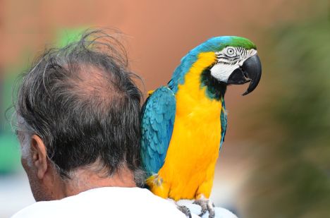 rapporto-tra-uomo-e-pappagallo